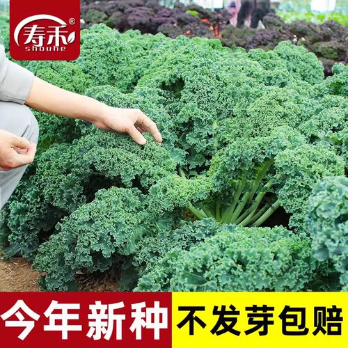 Kale sprouts, edible season, purple vegetables, pot vegetab