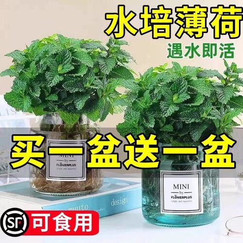 Lemonbasinplantsmintleave