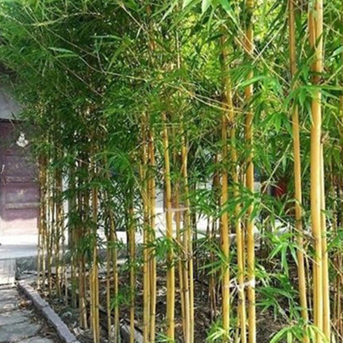竹子苗北方耐寒绿化景观竹苗植物