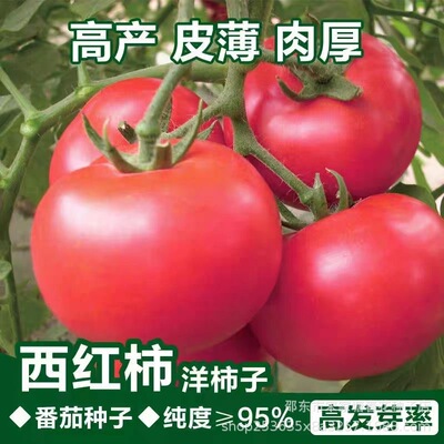 中蔬四号农家大粉大番茄种籽大红