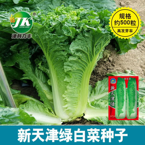New Tianjin Green Big Green Bang Green Leaf Old Product Qin