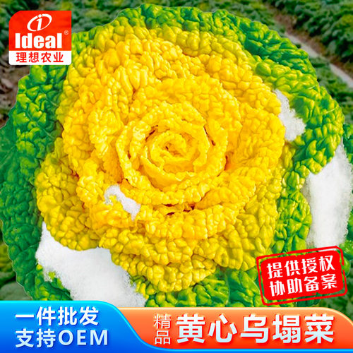 理想黄心乌塌菜种子黄心菜种籽蔬
