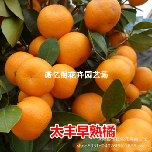 Early maturing orange seedlings, Taifeng orange trees, suga