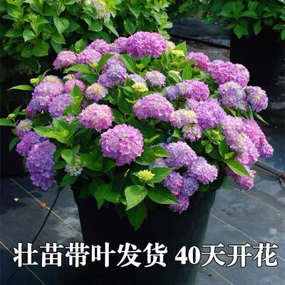 Hydrangea seedlings, potted flowers, and indoor plants are