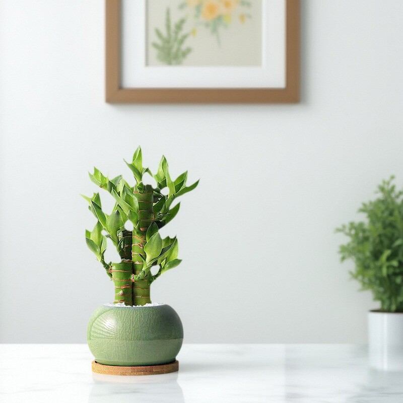 Dracaena sanderiana potted plant Bubugao indoor desktop min