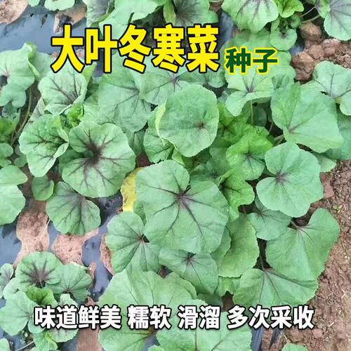 Winter cold vegetables, high calcium vegetables, Sichuan wi