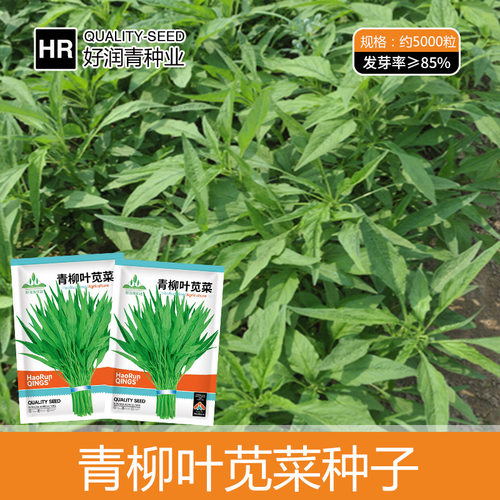 Willow Leaf Green Chinese Cabbage Small Leaf Pot Vegetable