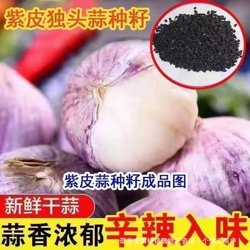 Round headed garlic, single headed garlic seed, purple skin