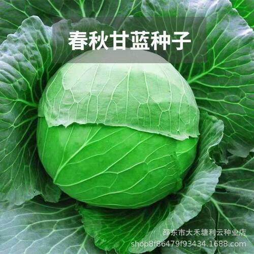 甘蓝种子原厂彩包卷心菜包菜大田