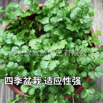 菜种子苗小叶芫荽种菜食用蔬菜盆