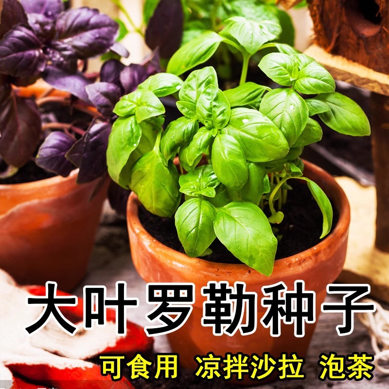 Large leaf basil seeds, potted edible vegetables, vanilla s