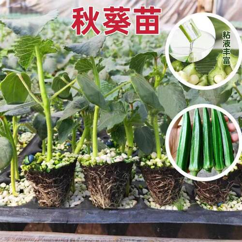 New okra seedlings fresh, tender and refreshing, yellow okr