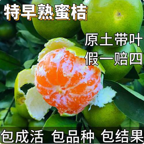 Earlymaturingtangerineseed