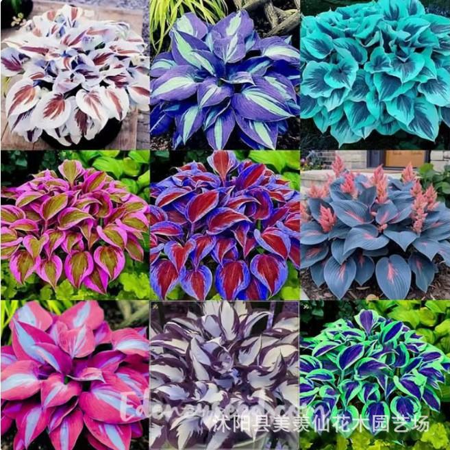 Jade hairpin seeds, cold resistant and shade tolerant, pere