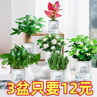 New Lvluo Facai Tree Wenzhu Meat Pot Plant Indoor Mint Drac