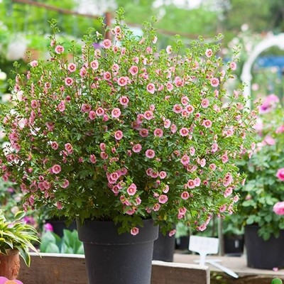Small hibiscus potted lollipop hibiscus seedlings are easy