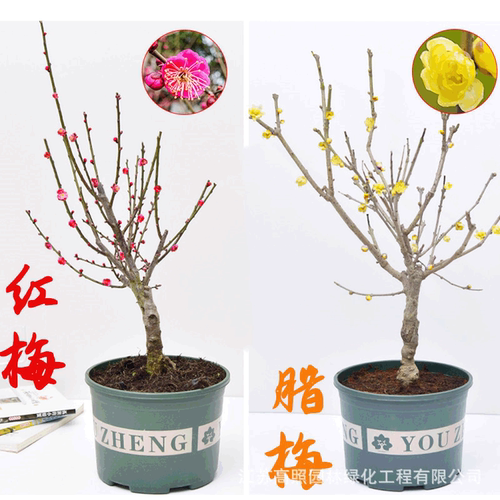 Redplumthickplumblossomp