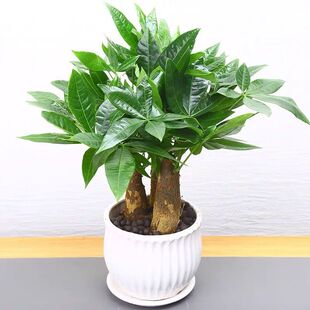 Fortune tree pot, Wenzhu indoor living room, desktop office