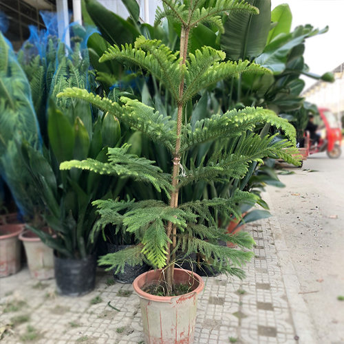 SouthernOceanPineBasinLan