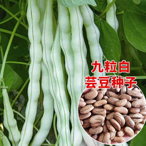 九粒白架豆种子芸豆种籽老来少