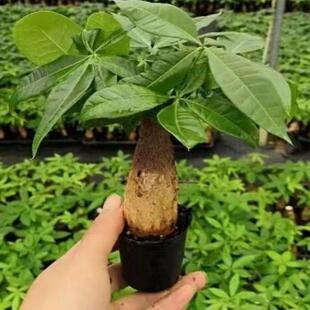 New Money Tree Small Pot without Pot Family Gathering Deskt