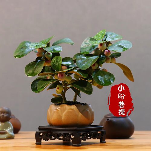 WithFruitXiaopanBodhiTree