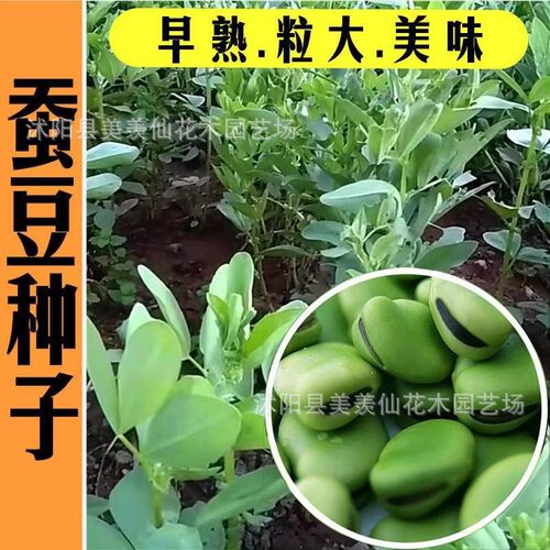 small model toy， Extra large fava beans for field use, sea
