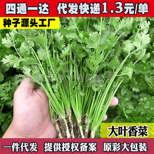 New Thai style vegetable, resistant to planting, small leaf