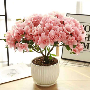 New flower pot with azalea seedlings, balcony, living room