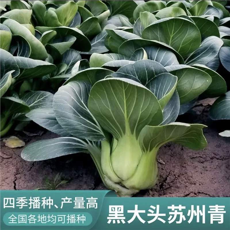 Authentic Black Head Suzhou Green Dwarf Foot Green Stem Veg