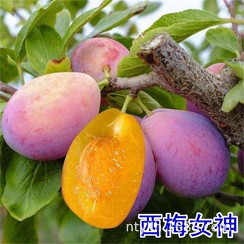 XimeiMiaoXimeiQueenBlueH
