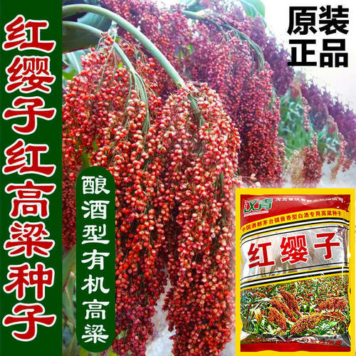 Red Yingzi Hybrid Red Sweet Sorghum Drought Resistant Super