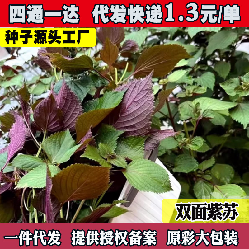 Perilla seeds, edible seedlings, double-sided Perilla seeds