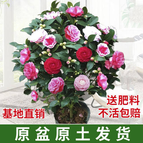 CamelliaMiaoshanCamelliasa