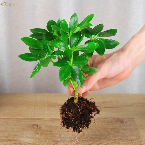 EvergreenPlantsEightDirect