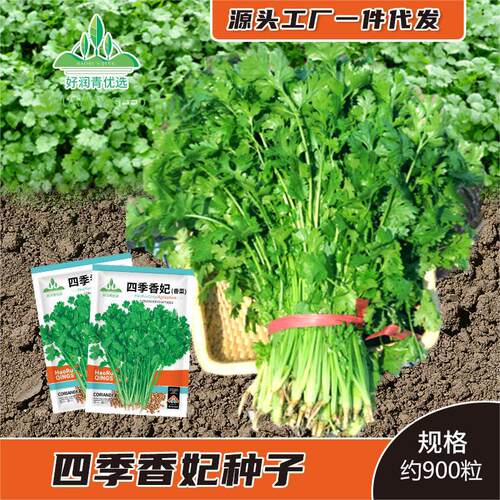Fei Cai, resistant to smoking moss, coriander, fast-growing