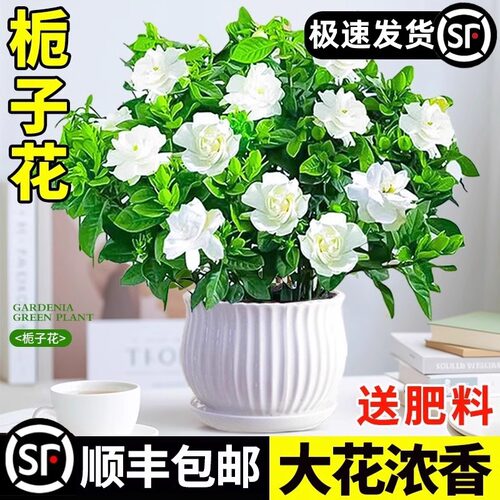 GardeniaPotssaplingswithf
