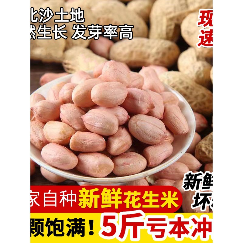 Annual peanuts with shells, large grains of white sand, 5 p