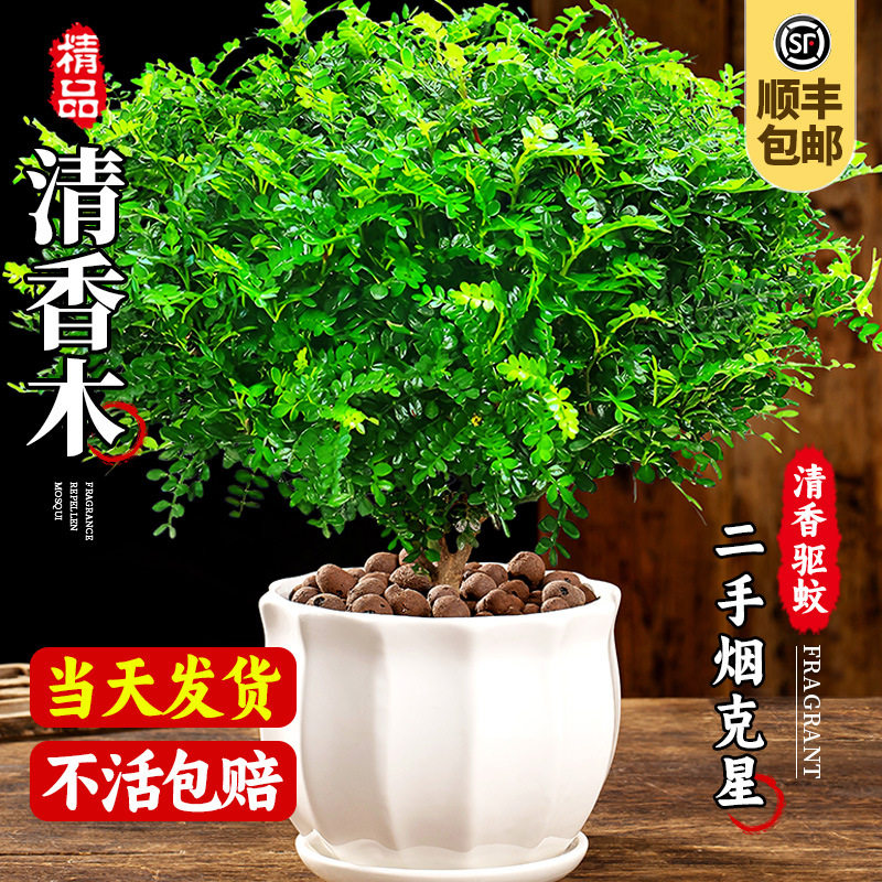 New style clear wooden pot pepper wood old stake sapling bo - 实物图