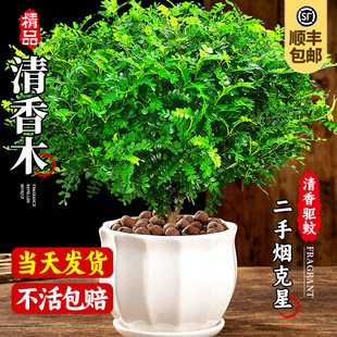 New style clear wooden pot pepper wood old stake sapling bo
