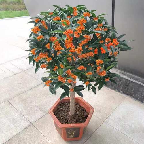NewOsmanthusTreeSeedlings