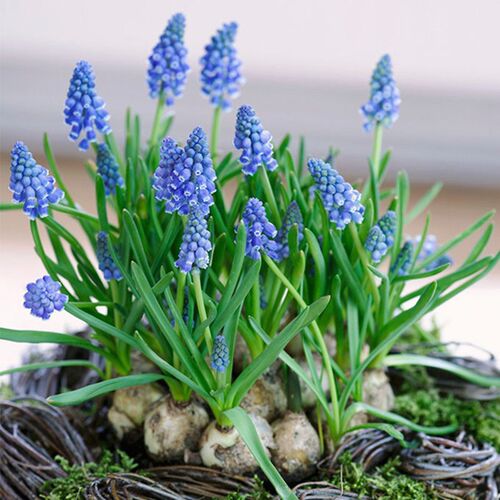 Grapehyacinthballplantroo