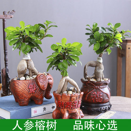 Banyanbonsaiginsengsmalll