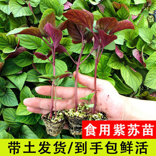 Double sided single-sided perilla seedlings, celery seedlin