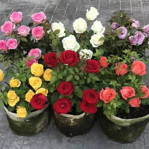 SeaGodKingRosePotShrubs