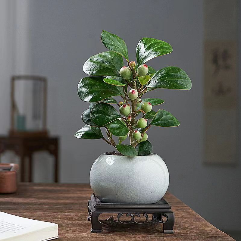 Xiaopan Bodhi Tree Bonsai with Fruit Indoor Green Plants Fl