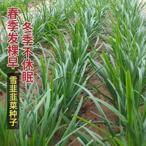Purple Root Red Root Wide Leaf Leek Balcony Vegetable Plant