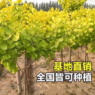 New Ginkgo Tree Results White Fruit Seedlings South North P