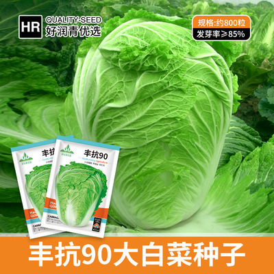 大量丰抗90大白菜种子中晚熟山杂