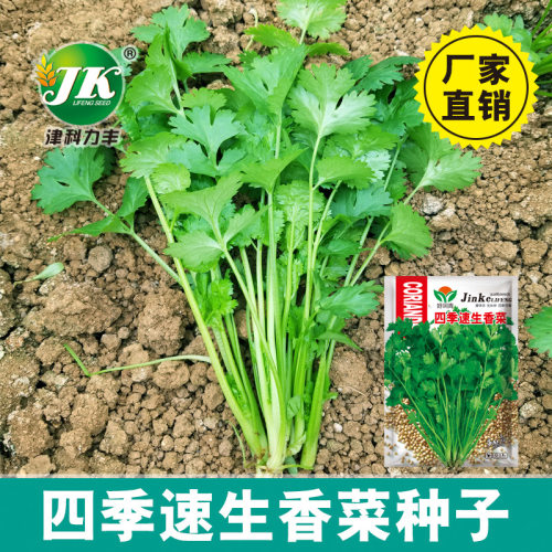 Fast lettuce, easy spring and summer season, balcony basin,